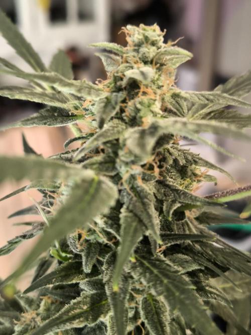 Auto Diesel genetics. Week 13