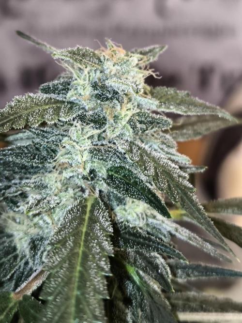 Paradise Seeds. Week 16