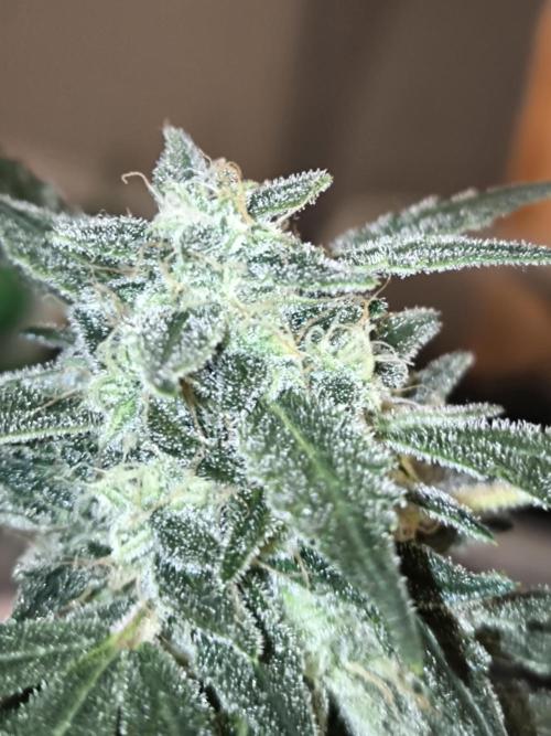 Paradise Seeds. Week 16