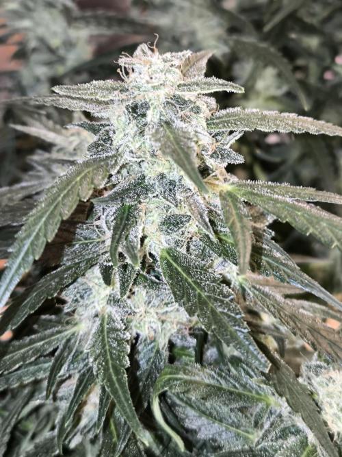 Paradise Seeds. Week 16