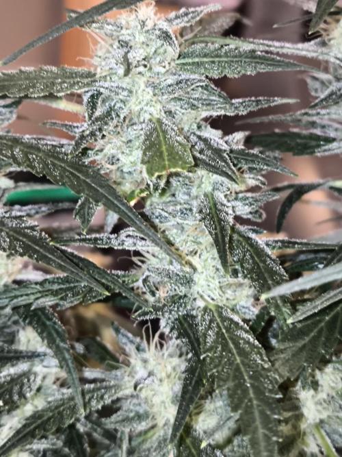 Paradise Seeds. Week 16