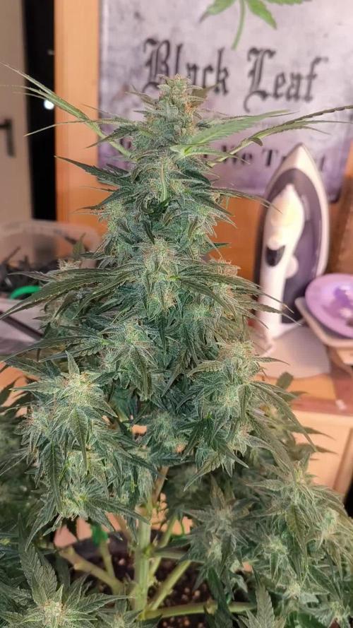 Paradise Seeds