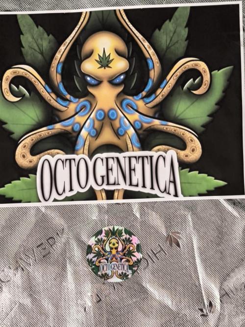 Octo Genetica. Week 3