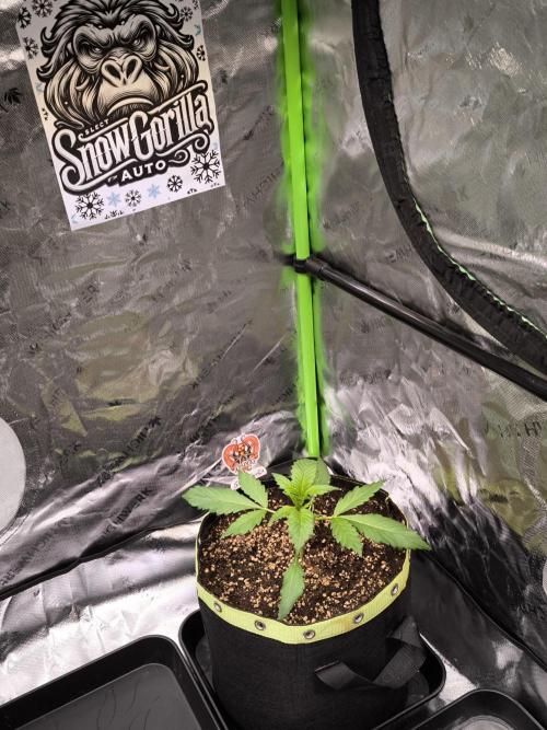 Octo Genetica. Week 3
