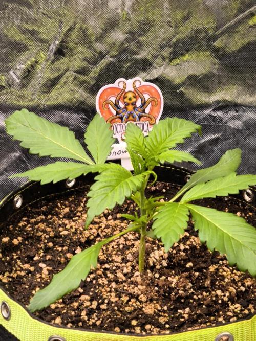 Octo Genetica. Week 3