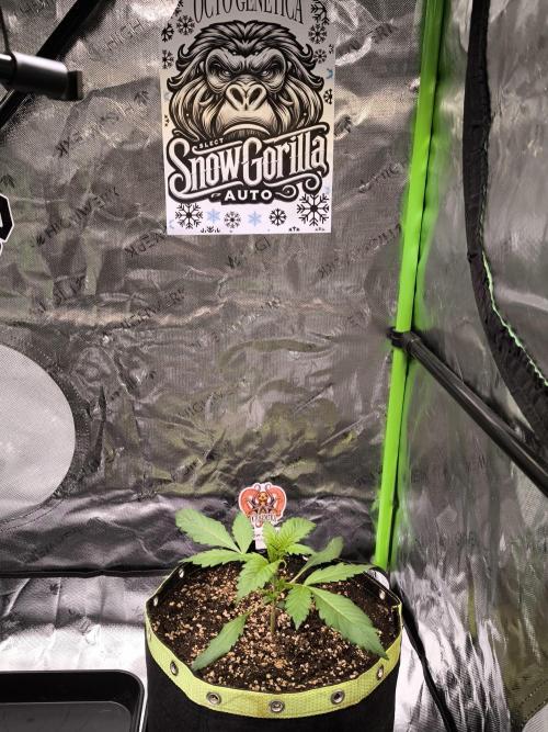 Octo Genetica. Week 3