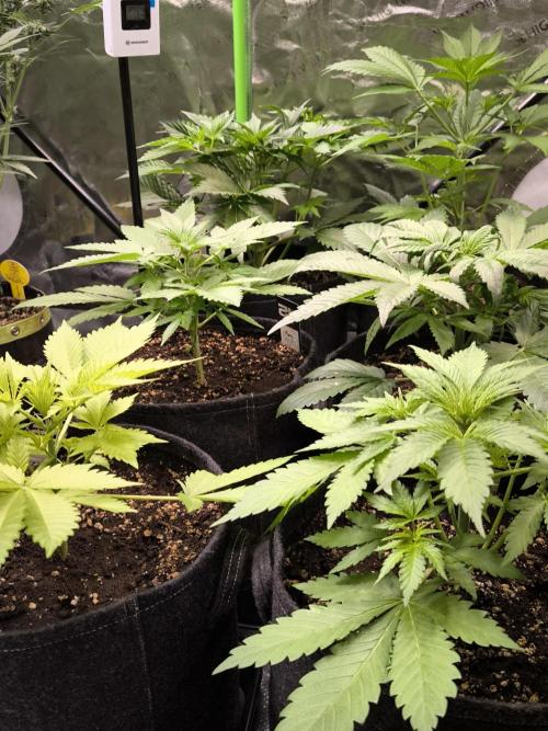 Fast Buds RF3 Grow. Week 4