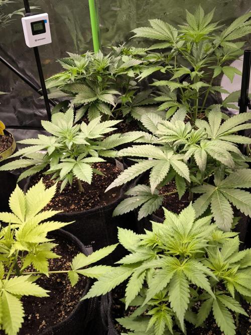 Fast Buds RF3 Grow. Week 4