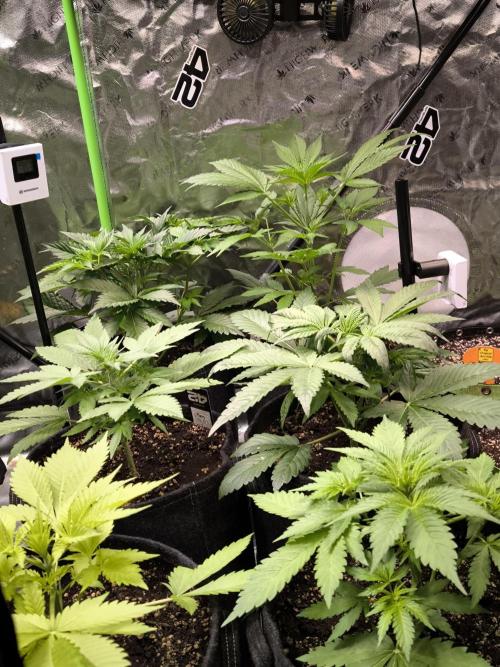 Fast Buds RF3 Grow. Week 4
