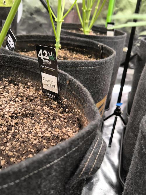 Fast Buds RF3 Grow. Week 5