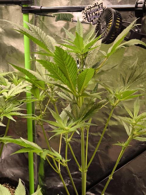 Fast Buds RF3 Grow. Week 5