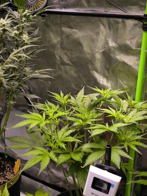 Fast Buds RF3 Grow. Week 5