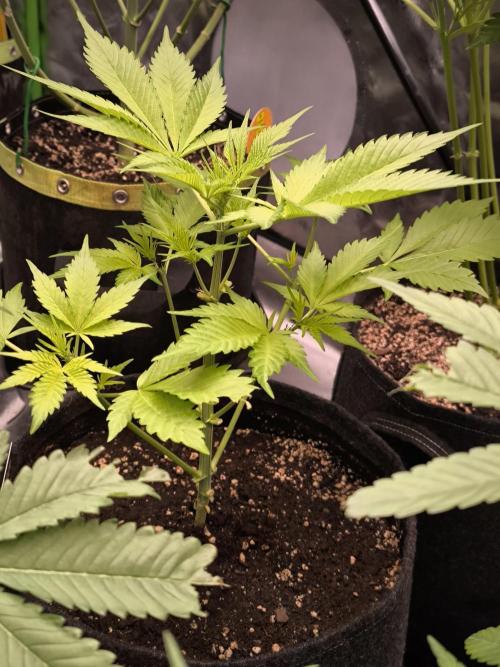 Fast Buds RF3 Grow. Week 5