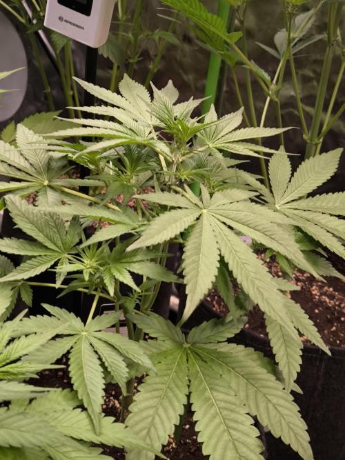 Fast Buds RF3 Grow. Week 5