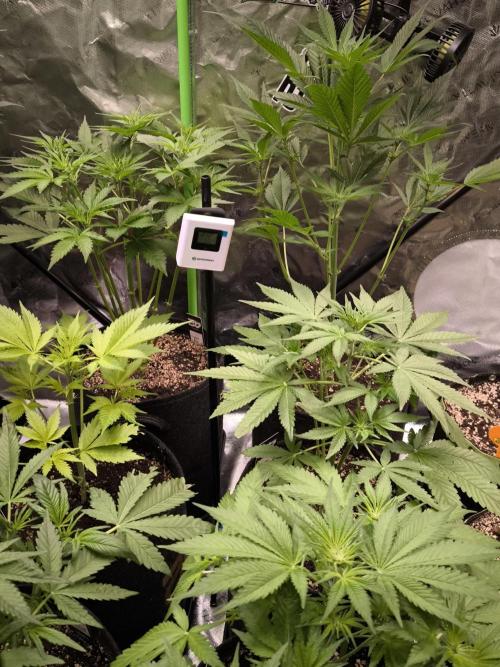 Fast Buds RF3 Grow. Week 5