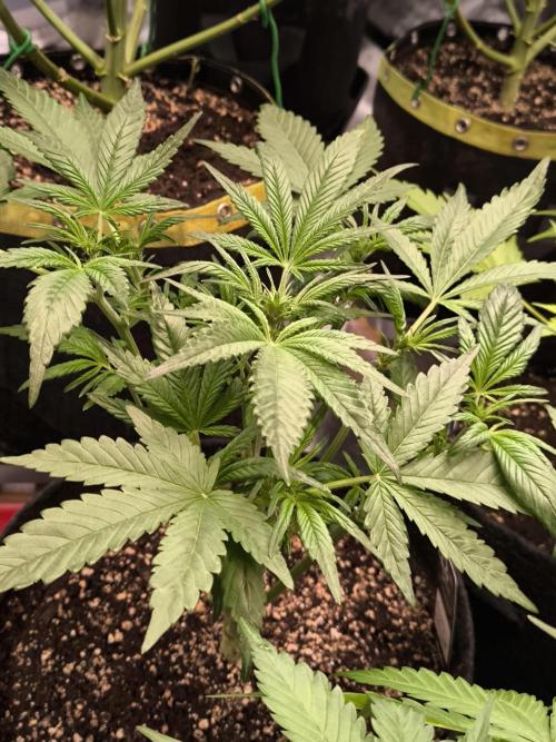 Fast Buds RF3 Grow. Week 5
