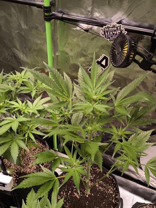 Fast Buds RF3 Grow. Week 5