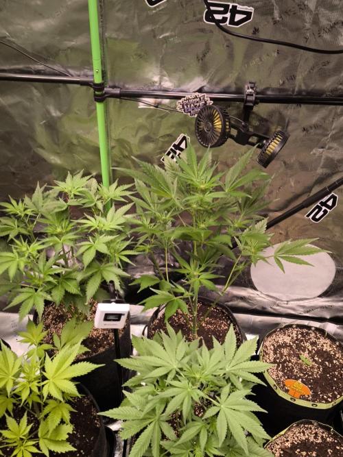 Fast Buds RF3 Grow. Week 5