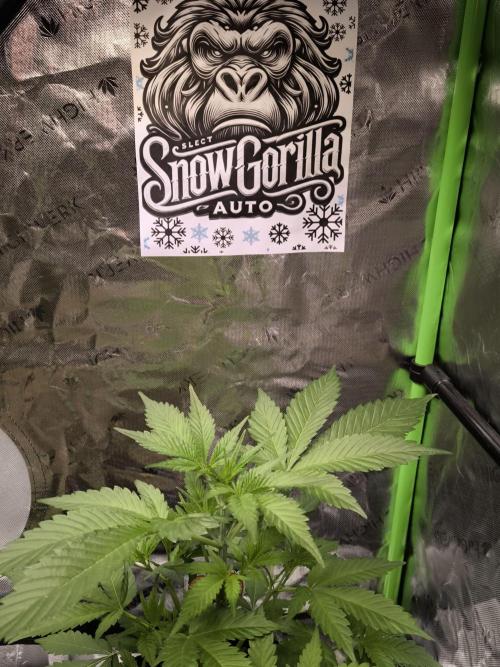 Octo Genetica. Week 4