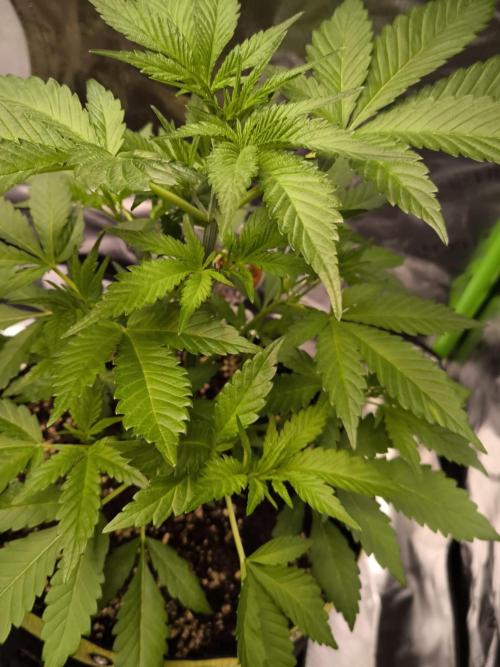 Octo Genetica. Week 4