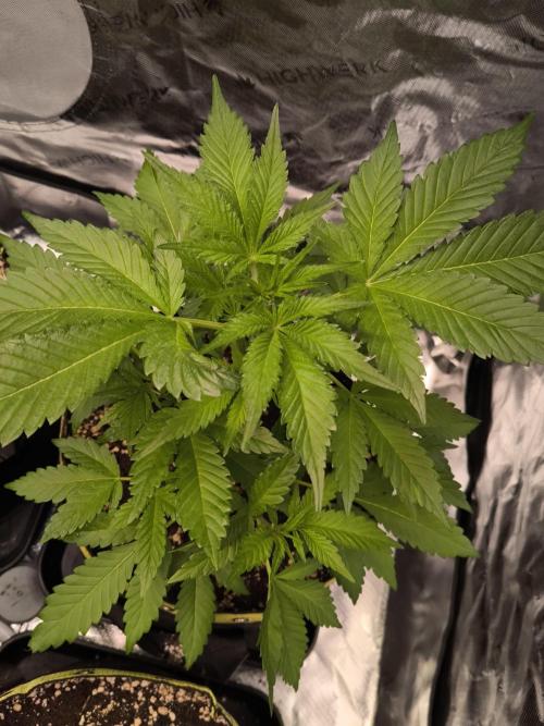 Octo Genetica. Week 4