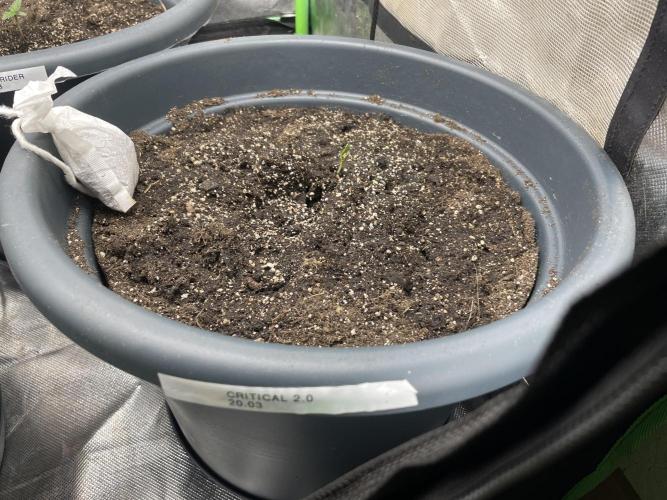 Seedsman Samen 1 Lowrider Frau. Week 0