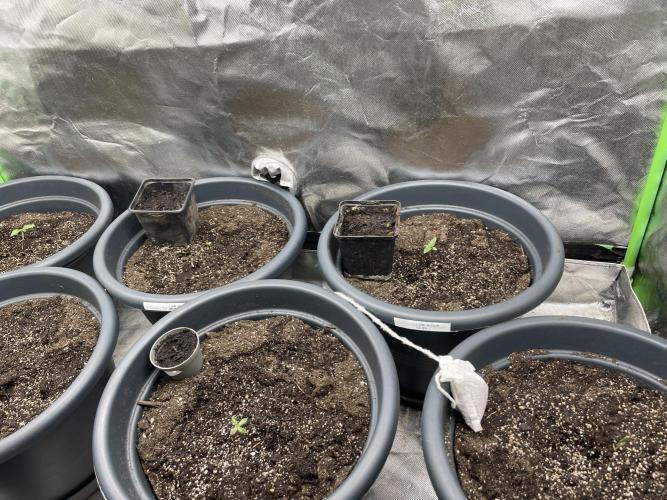 Seedsman Samen 1 Lowrider Frau. Week 0