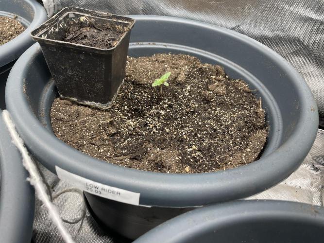Seedsman Samen 1 Lowrider Frau. Week 0