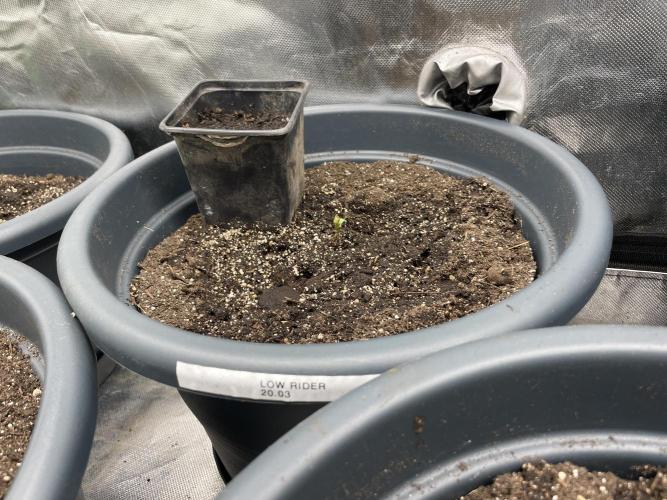 Seedsman Samen 1 Lowrider Frau. Week 0