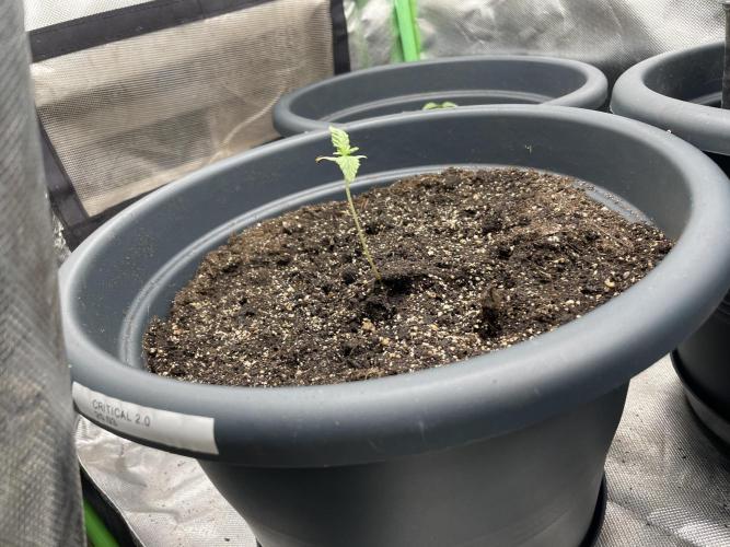 Seedsman Samen 1 Lowrider Frau. Week 0