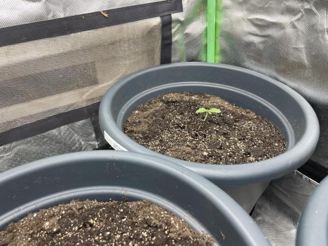 Seedsman Samen 1 Lowrider Frau. Week 0
