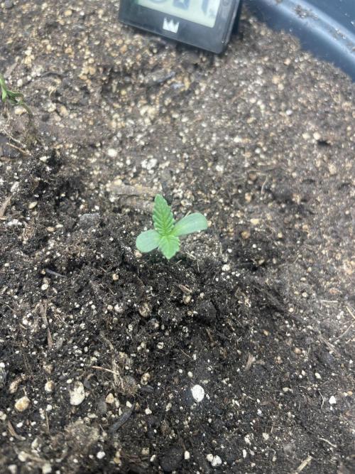 Seedsman Samen 1 Lowrider Frau. Week 1