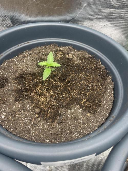 Seedsman Samen 1 Lowrider Frau. Week 1