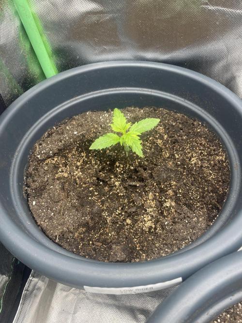 Seedsman Samen 1 Lowrider Frau. Week 1
