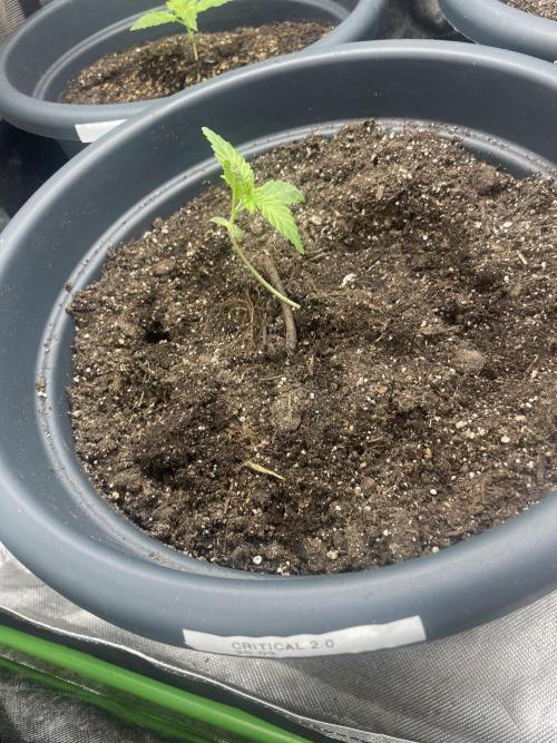 Seedsman Samen 1 Lowrider Frau. Week 1