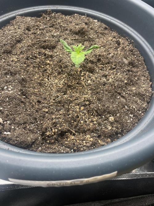 Seedsman Samen 1 Lowrider Frau. Week 1
