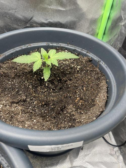 Seedsman Samen 1 Lowrider Frau. Week 2