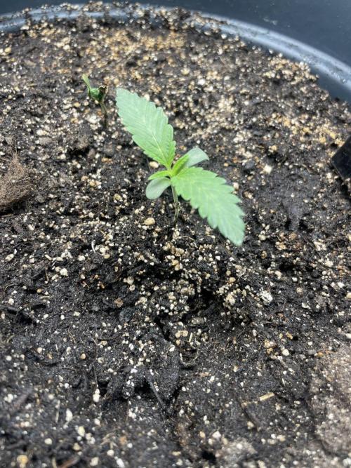 Seedsman Samen 1 Lowrider Frau. Week 2