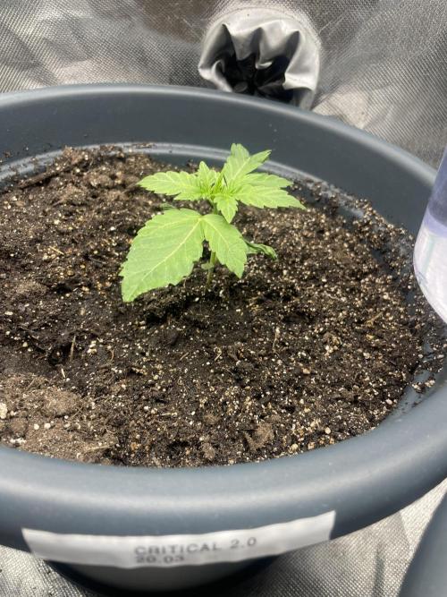 Seedsman Samen 1 Lowrider Frau. Week 2