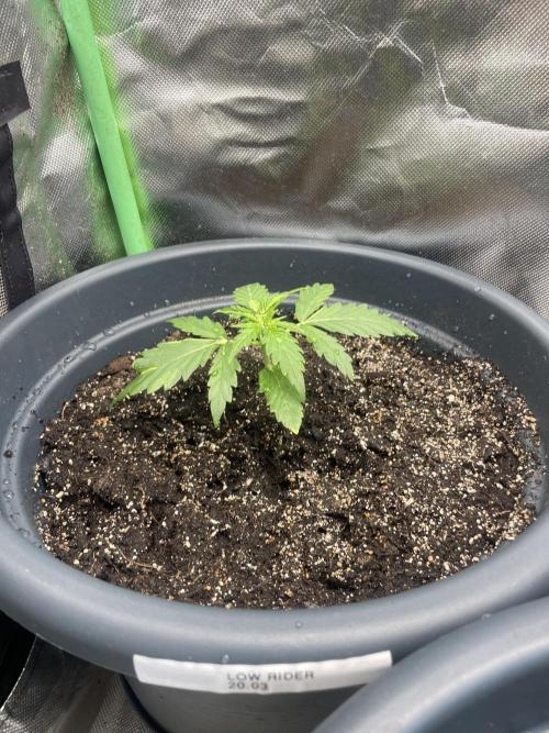Seedsman Samen 1 Lowrider Frau. Week 2