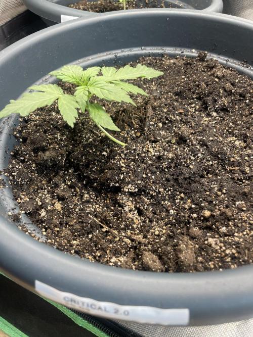 Seedsman Samen 1 Lowrider Frau. Week 2