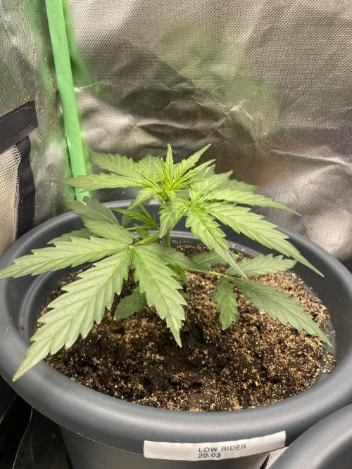 Seedsman Samen 1 Lowrider Frau. Week 3 - Kräftig, stabil schöne Farbe. Vermute eine werdende hübsche Dame. 