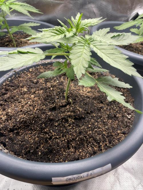 Seedsman Samen 1 Lowrider Frau. Week 3 - Nach einem etwas schiefen Start, ist diese critical 2.0 auch gut dabei