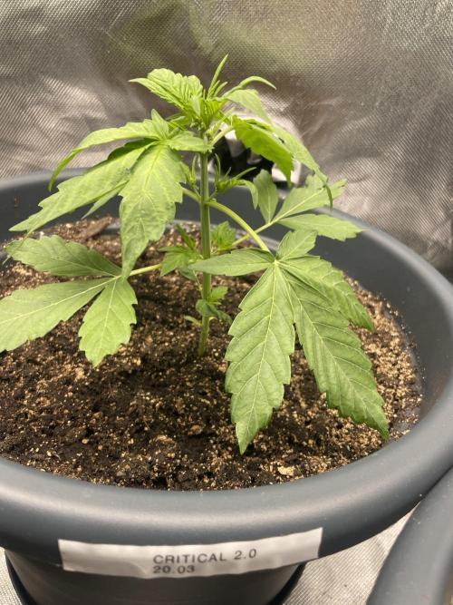 Seedsman Samen 1 Lowrider Frau. Week 3 - Obwohl es eine fem. Auto critical 2.0 sein soll, glaub Männchen 