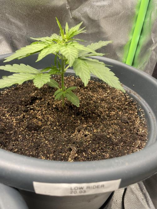 Seedsman Samen 1 Lowrider Frau. Week 3 - Diese lowrider scheint auch ein Männchen zu sein.