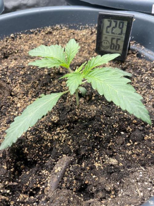 Seedsman Samen 1 Lowrider Frau. Week 3 -  random Samen gekeimt, den ich in den Topf warf, wo eine low rider nicht kam 