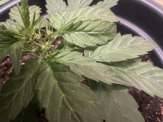Seedsman Samen 1 Lowrider Frau. Week 3 - Männlich ?