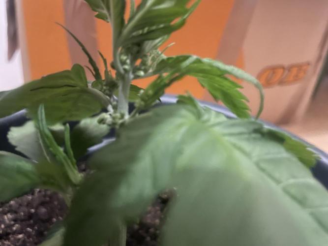 Seedsman Samen 1 Lowrider Frau. Week 3 - Männlich ?