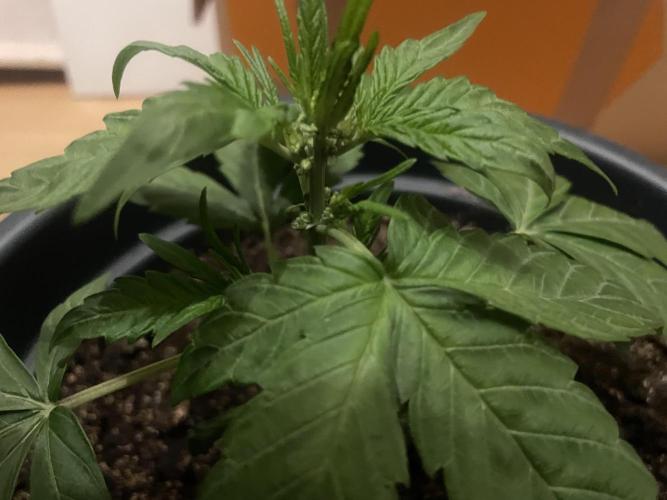 Seedsman Samen 1 Lowrider Frau. Week 3 - Männlich?