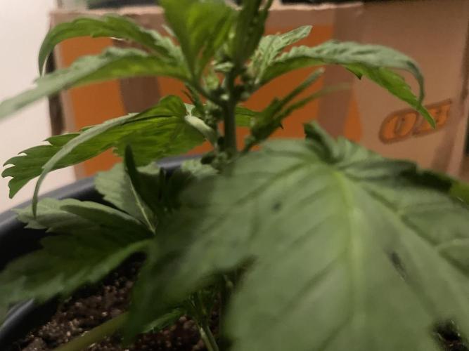 Seedsman Samen 1 Lowrider Frau. Week 3 - Männlich?
